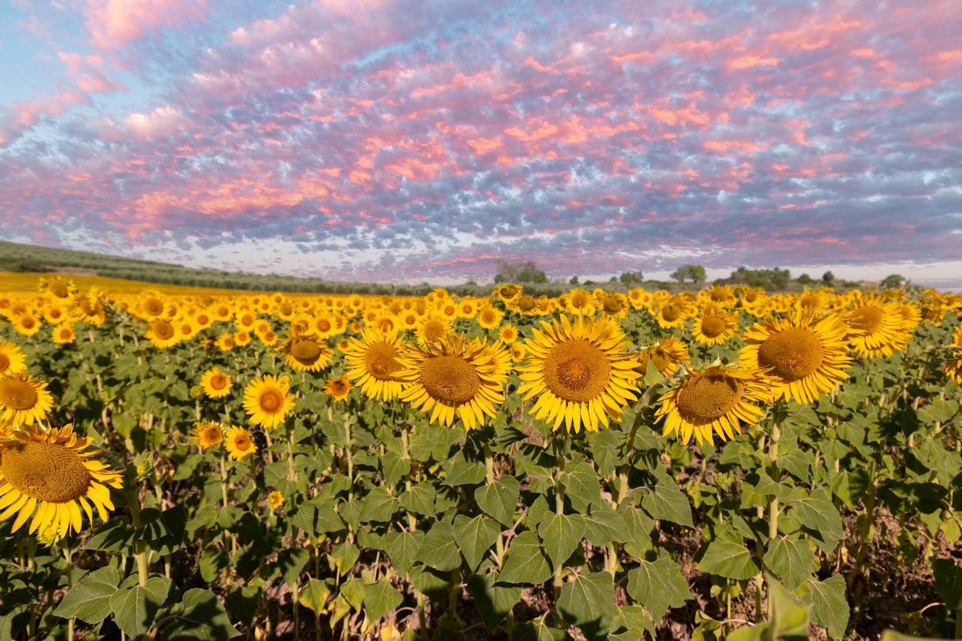 From Bellús to Las Médulas - By road
