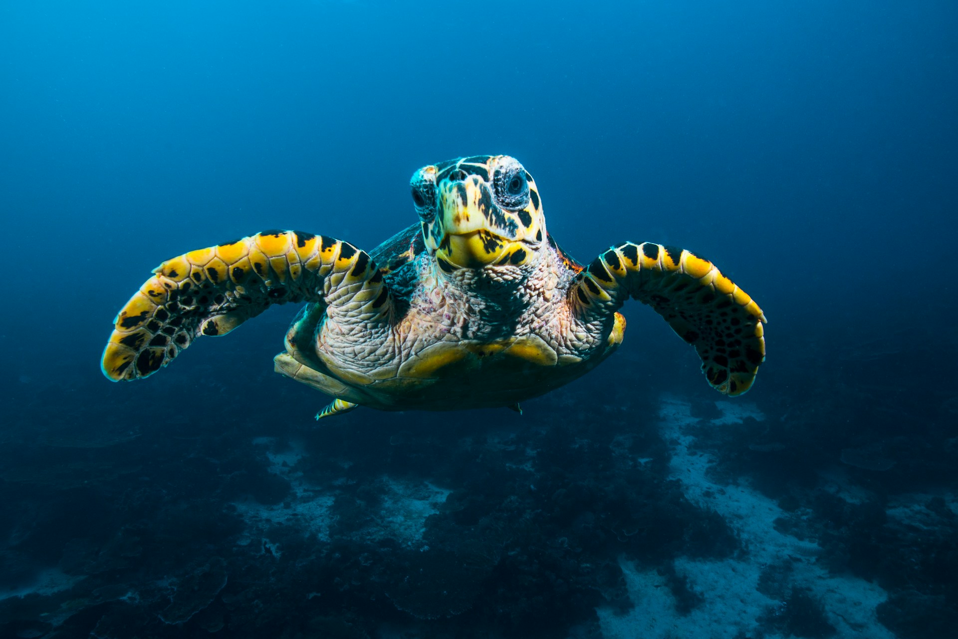 Croisière d'observation des tortues à Zakynthos : une aventure marine paisible