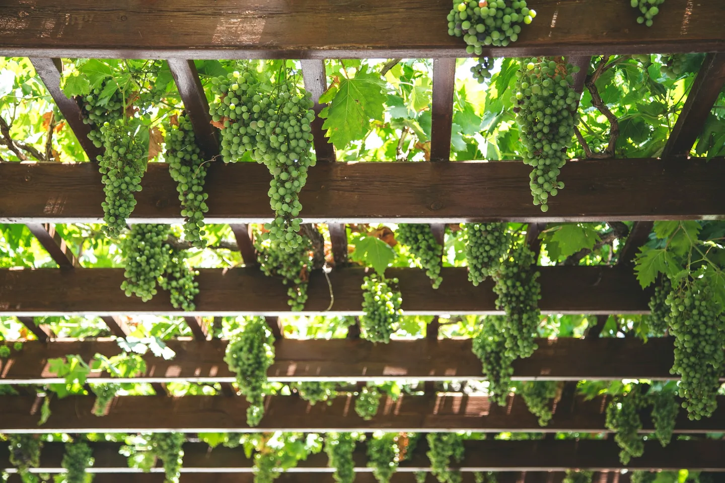 Discover the Charm of the Crete Wine Tasting Experience