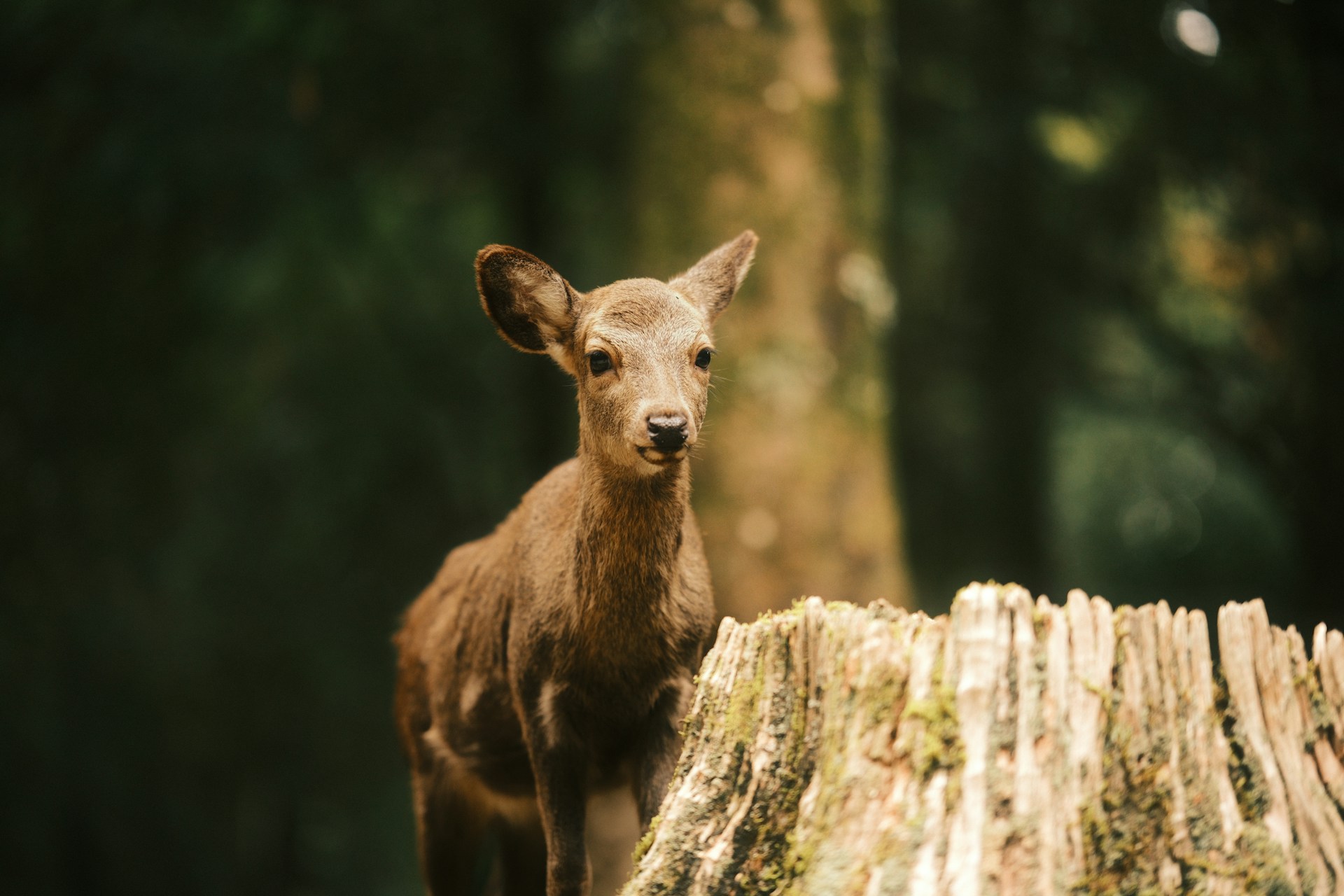 Discover Nara Deer Park and Ancient Temples