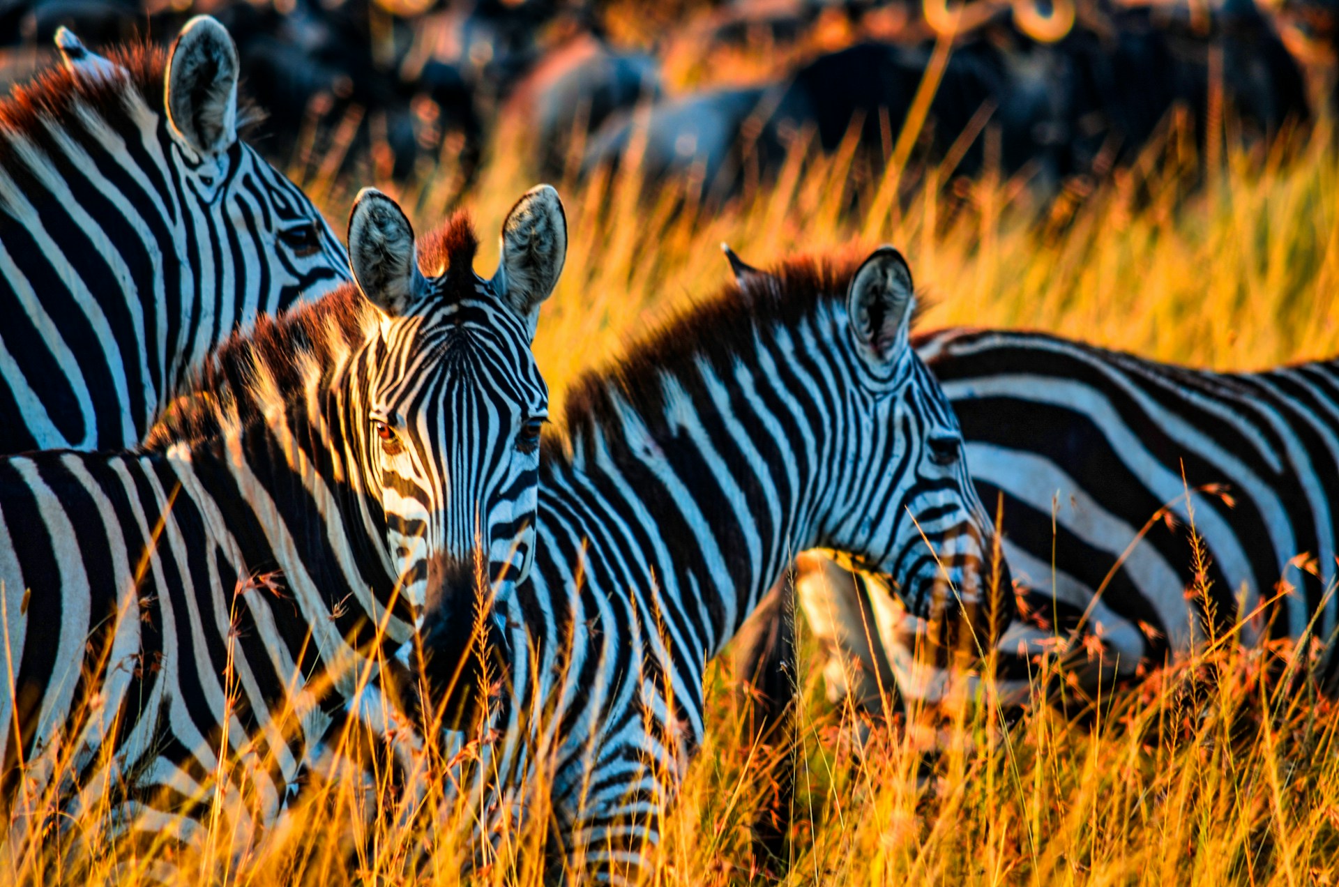 Wildlife Photography in Tanzania: Capturing the Untamed Beauty