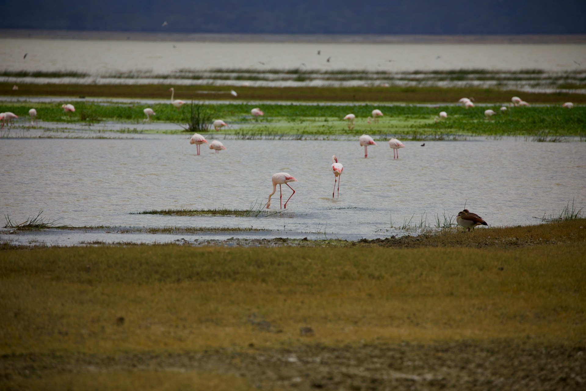 Exploring the Volcanic Landscapes of Lake Natron: A Natural Marvel