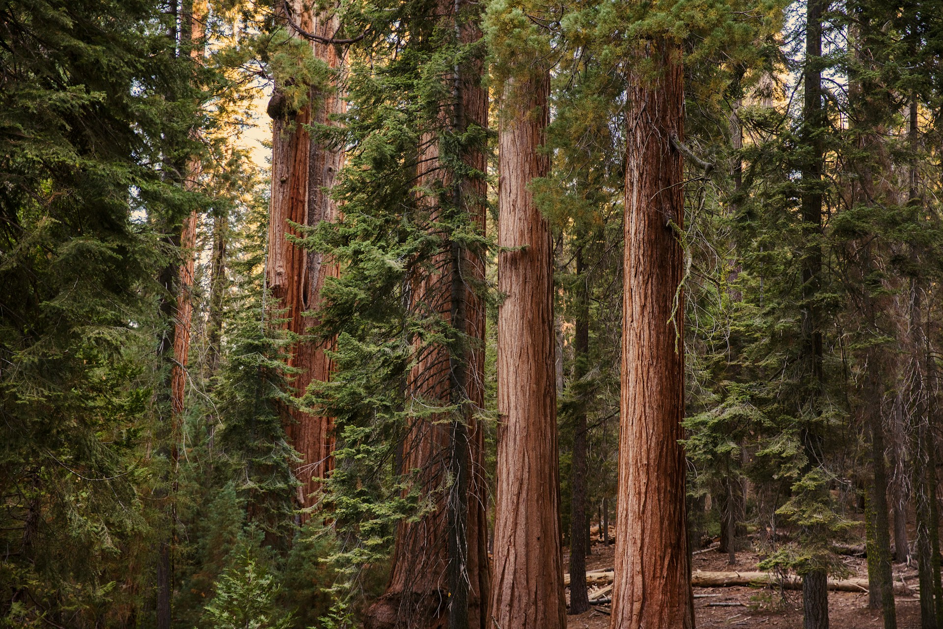 Discover the Majestic Giant Trees of Sequoia National Park